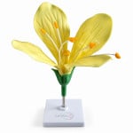 Flower (Prunus)